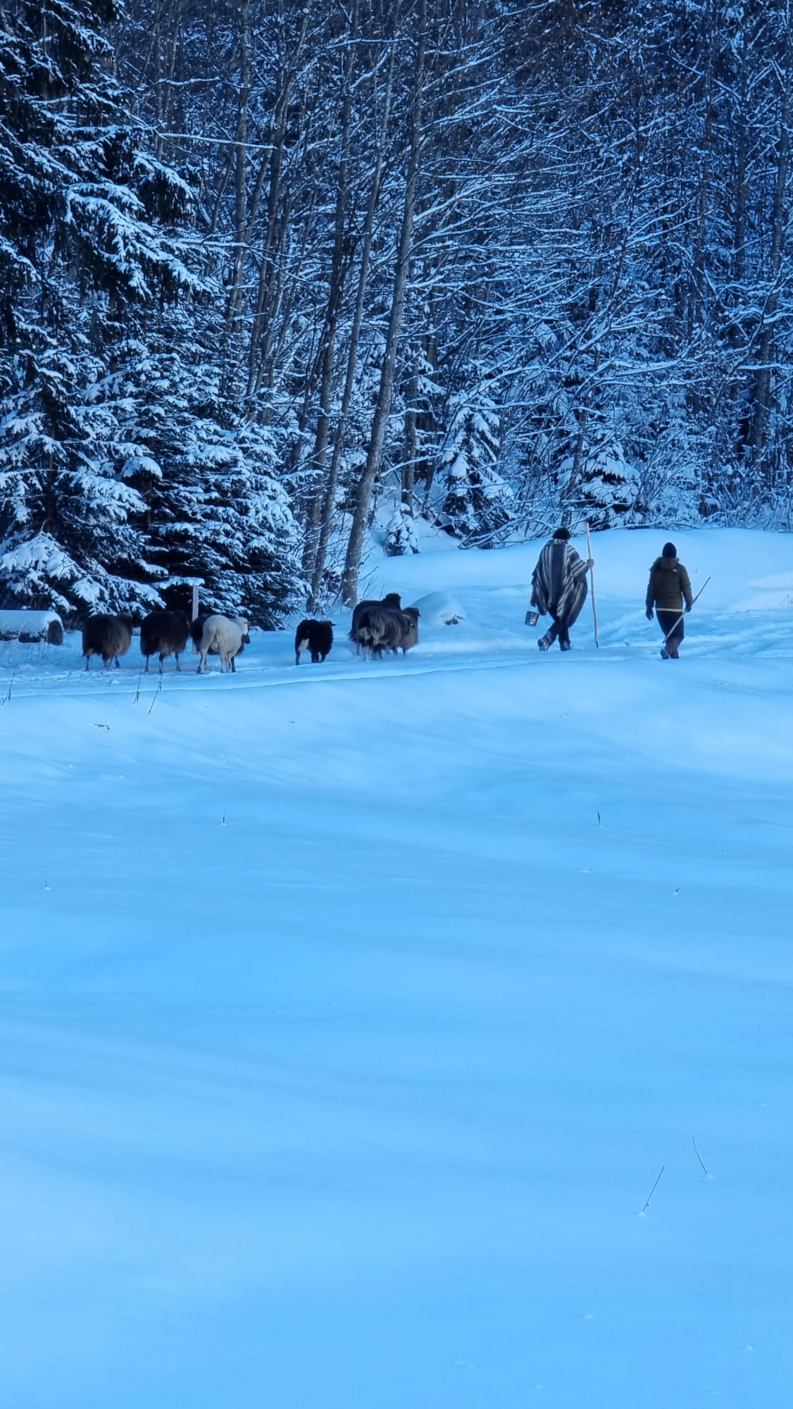 Unsere Schafe im Winter