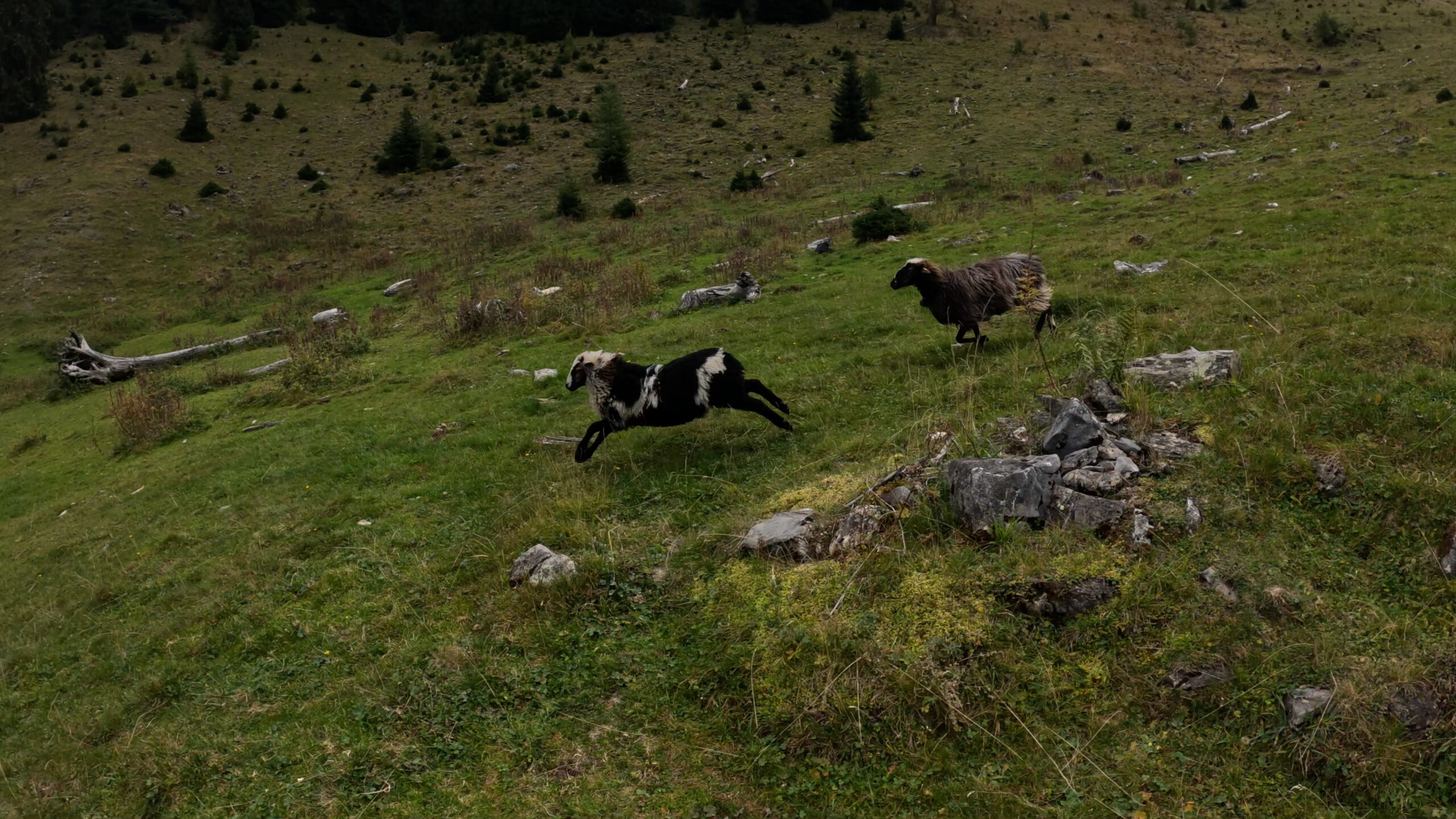Schafe auf der Alp