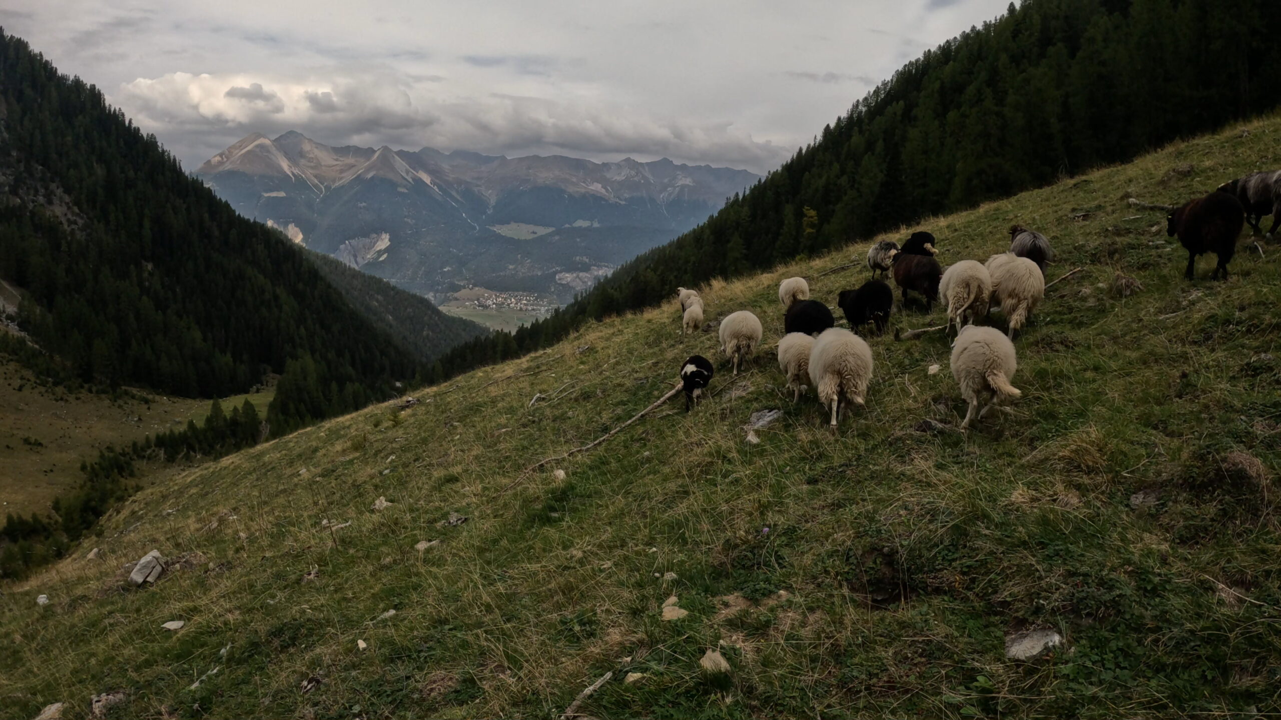 Schafe auf der Alp